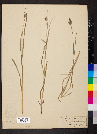 Carex virescens image