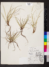 Carex abdita image