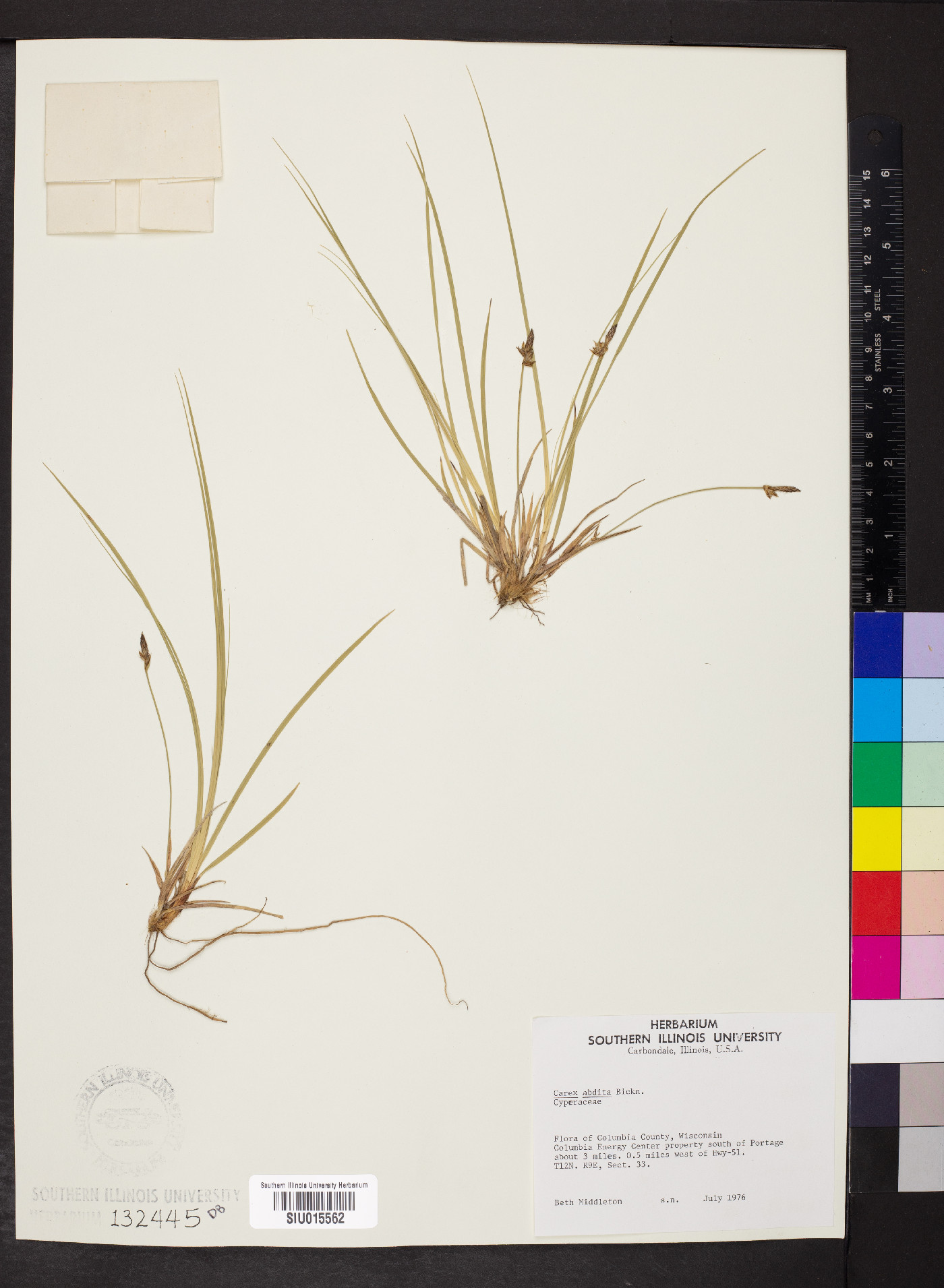 Carex abdita image