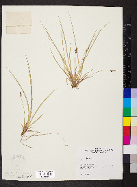 Carex abdita image