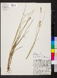 Carex foenea var. foenea image