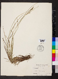 Carex aestivalis image