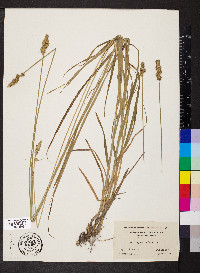 Carex aggregata image