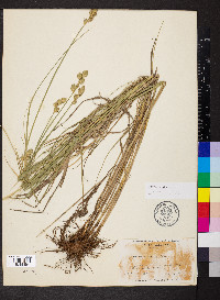 Carex alata image