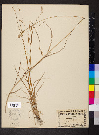 Carex albolutescens image