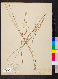 Carex albolutescens image