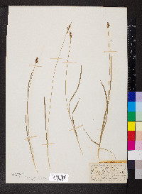 Carex norvegica image