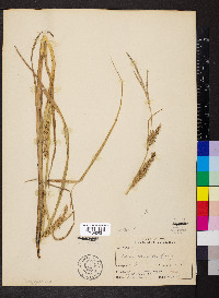 Carex atherodes image