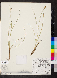 Carex annectens var. xanthocarpa image