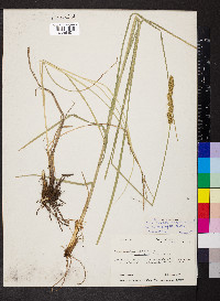Carex annectens var. annectens image