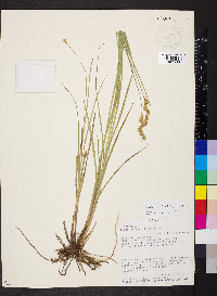 Carex bicknellii image