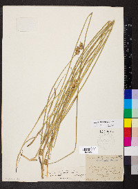 Carex bicknellii image