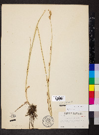 Carex bicknellii image
