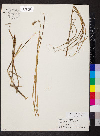 Carex bicknellii image