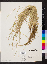 Carex bromoides image