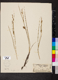 Carex bullata image