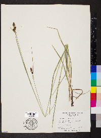 Carex bushii image