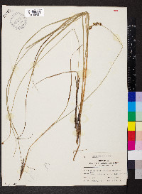 Carex buxbaumii image