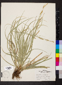 Carex cherokeensis image