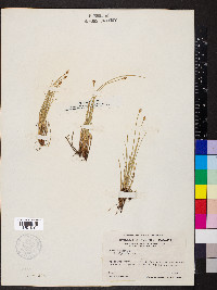 Carex capitata image