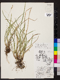 Carex castanea image