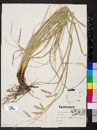 Carex cherokeensis image