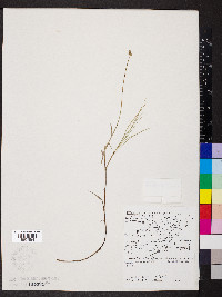 Carex chordorrhiza image