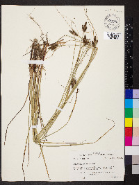Carex caroliniana image