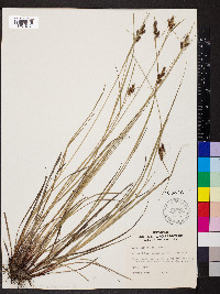 Carex caroliniana image