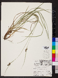 Carex complanata var. hirsuta image