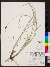 Carex complanata image