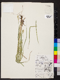 Carex cristatella image