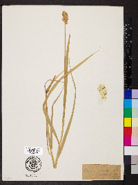 Carex ferruginea image