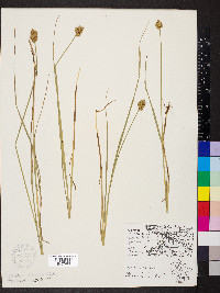 Carex cristatella image