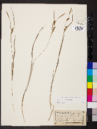 Carex conoidea image