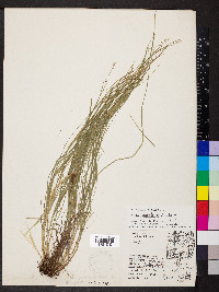 Carex convoluta image