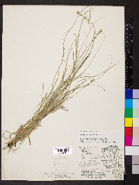 Carex convoluta image