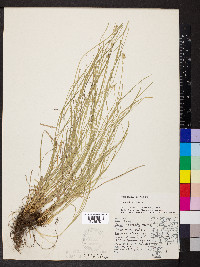 Carex convoluta image