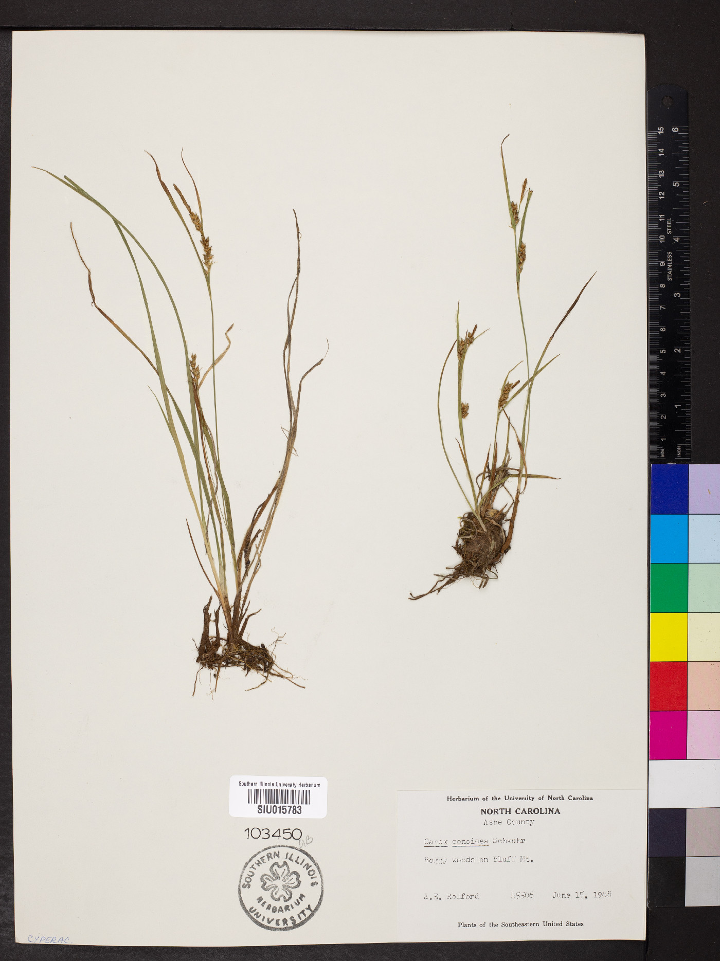Carex conoides image
