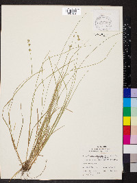 Carex convoluta image