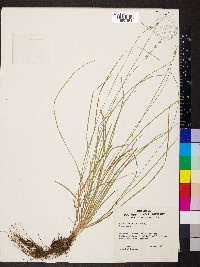 Carex convoluta image