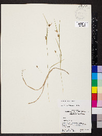 Carex corrugata image