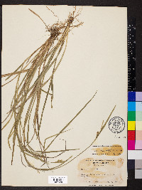 Carex crebriflora image