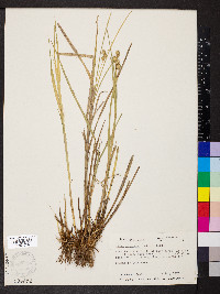Carex cumulata image