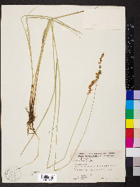 Carex prairea image