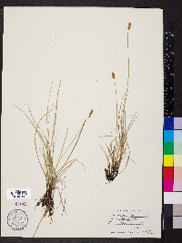 Carex douglasii image