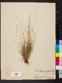 Carex eburnea image