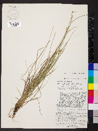 Carex cephalantha image