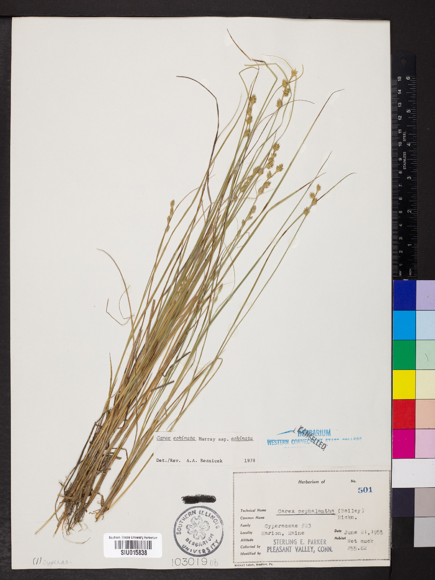 Carex echinata var. echinata image