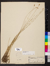 Carex exilis image